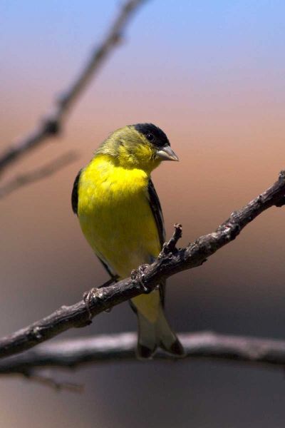 California, San Diego, Lakeside A Yellow Finch